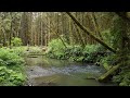 Cinematic Short Movie of Headwaters Forest Trail Reserve with Lofi Hip Hop