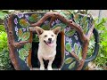 BEST DOG HOUSE IDEA // Dog House Technology // Build Dog House