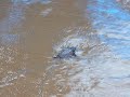 Newborn Caretta caretta. August 2011