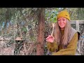 How to Harvest Spruce Resin for Natural Fire Starting, Incense and Medicine | UK Winter Foraging