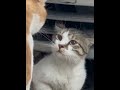 The cat tells a secret 🤣有事細聲說好嗎，我不是聾的😆😆 #funnyshorts #funny #cat #catsquarrel