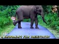 Behavior & chasing of elephant 1