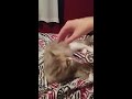 Vicious long haired cat attacks hand