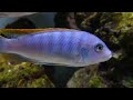 Beautiful African Cichlids Tropical Fish In Various Tank Setups