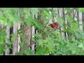 Baby Cardinal and parents.