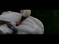 Mute Swans