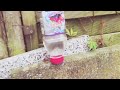 BOTTLE FLIP