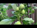 UPDATE SA LITTLE GARDEN || AMAZING APPLE TREE