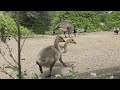 Golden Gate Goslings