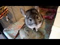 Do's & Dont's Of Chinchilla Grooming Care