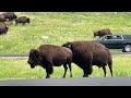 Buffalo Traffic Jam