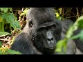 Exploring Uganda - Safari, Gorilla and Chimpanzee Trekking