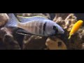 Deep Water Hap Cichlid - Placidochromis Electra African Cichlid Malawi