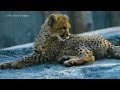 Cute Baby Animals 4K ~ Tiny Delight: The Relaxing Presence Of Small Animals With Soothing Melodies