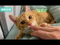 【野良猫から家猫へ】1週間の記録｜人懐っこすぎる茶トラ猫の出会い！運命？