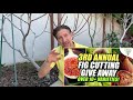 How (&Why) To GRAFT FRUIT TREES | Figs, Apples, Citrus, Stone Fruit+