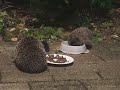 Cute Hedgehog pair eating Hedgehog food, Süsses Igel Paar isst Igelfutter 2