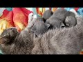 Baby kittens nursing. Stray foster care!