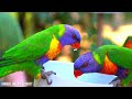 The Most Colorful Jungle Birds 4K - Beautiful Birds Sound in the Rainforest