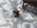 Dachshund vs. Snowmageddon!