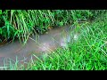 Gentle River Flow, Relaxing Nature Sounds, Birds Singing, Babbling Stream