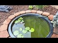 Feeding the ponds: red ear slider turtle, guppies, and goldfish!