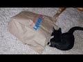 C5 Kitten Bros. Playing With Paper Bag