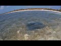 Stingray CocoCay over sea grass