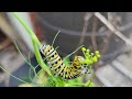 Black swallowtail caterpillars on my dill plant.