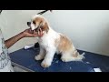 Shih-tzu puppy Grooming 🐶✂️