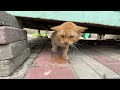 Feeding stray cat who was hiding under a tuck shop