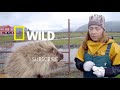 A Wolverine Showdown | Alaska's Deadliest