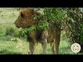 Why Do Lions Pee Backward