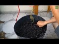 Tips to extract tomato branches with water to ensure 100% survival