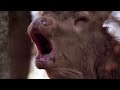 The king of the forest - The fight of the great red deer - Full documentary - HD - AMP