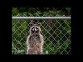 Amarillo Zoo Creature: Is this it? (Short)
