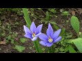 1 2020 3 May Prairie Iris YouTube