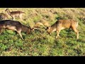 Deer Fight | Look how it Ends for One of them