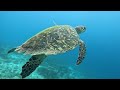 Sea turtle - Bonaire 7.14.24