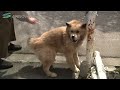 Fuss! Doggies in rabies vaccination venue