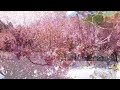 📍경남 겹벚꽃 명소 사천 청룡사/2023.4.10 겹벚꽃 개화상황/4월 가봐야할 곳💮