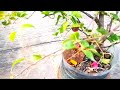 10 bonsay bunga bugenvil pola karakter alam