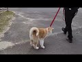 【Akita Inu】First walk of a 3-month-old puppy