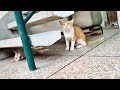 Cat chattering at bird|Cats chirp to imitate bird sounds|