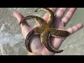 Honeymoon Island State Park. I found the coolest beach treasures!