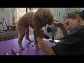 Toy Poodle summer hair cut,dog grooming