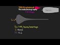 TEG Explained - Understanding the Thromboelastography