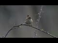 Singing Wren