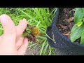 Zero cost gardening hacks | 5 Free gardening hacks