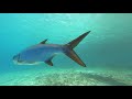 COME DIVE WITH ME IN BONAIRE  BEST SHORE DIVING IN THE WORLD!112 MINUTES UNDERWATER RELAXATION VIDEO